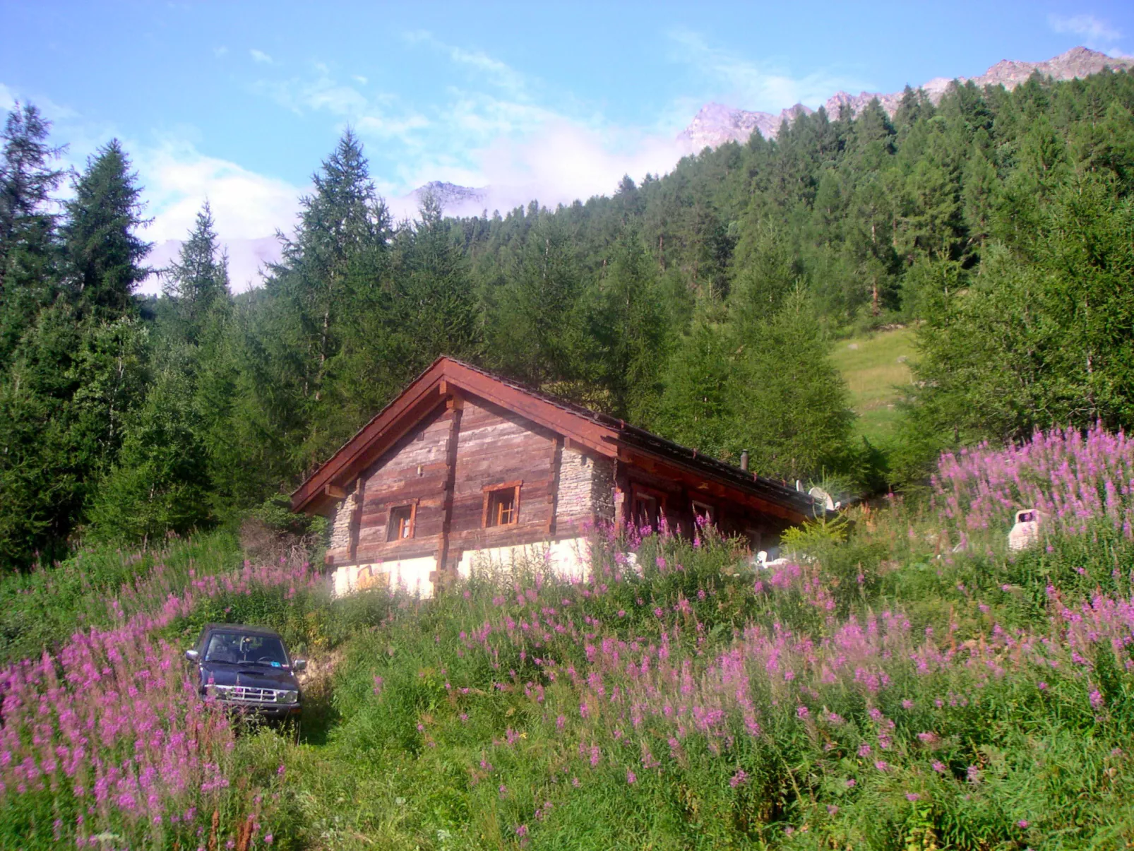 Epilobes-Draußen