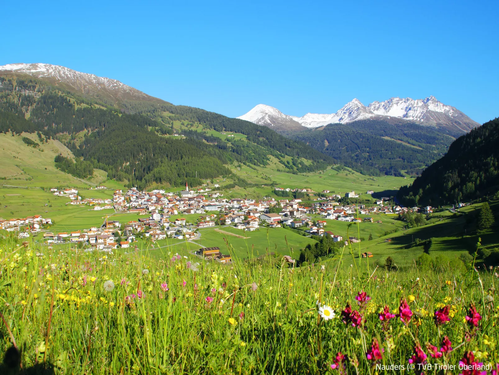 Steinwender-Area