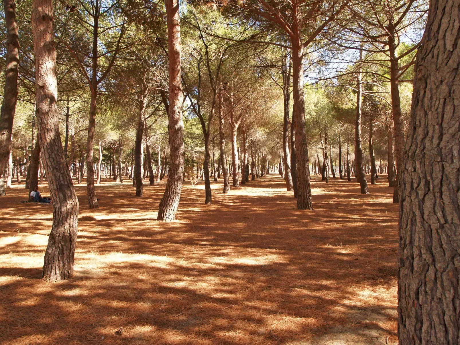 Les Pins Parasols-Dedans