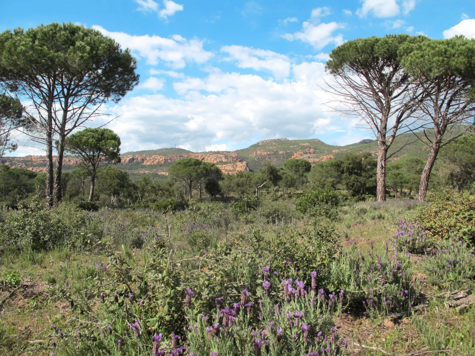 Au Romarin-Area