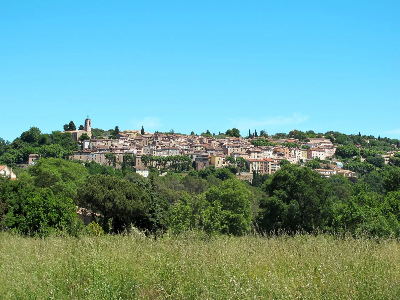 Micocoulier-Area