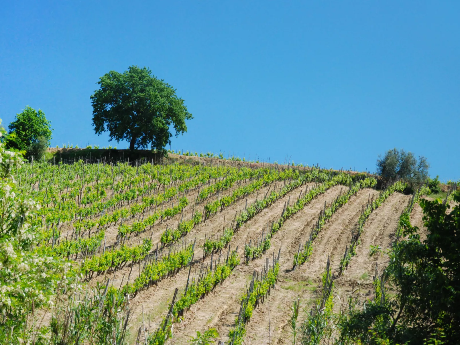 Le Buche-Dehors