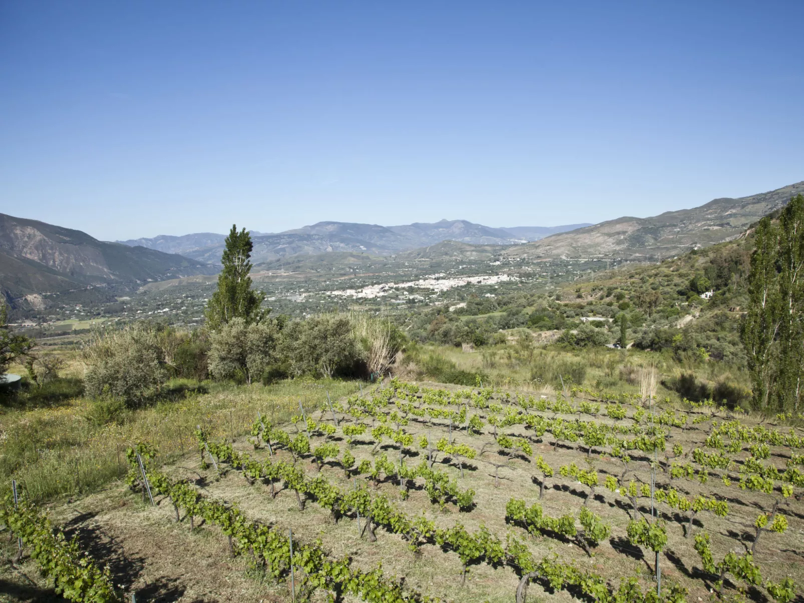 El Cerrillo - Cerro Negro-Drinnen