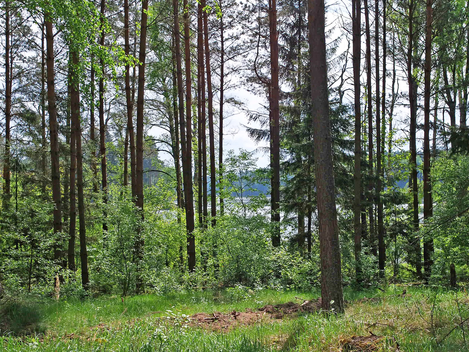 Szeroki Bór 2-Outside