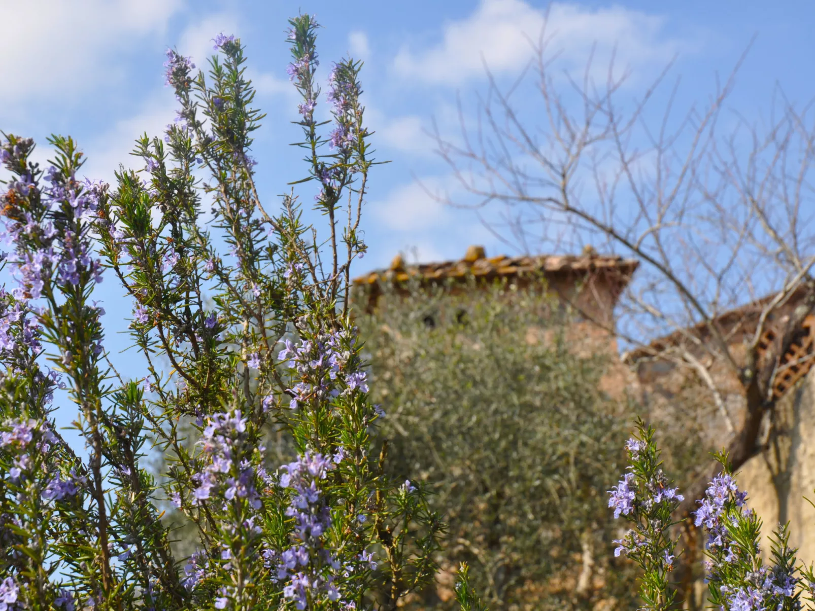 Il Cardo-Outside