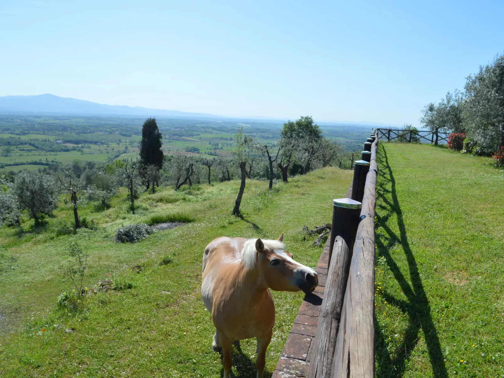 A spasso tra gli ulivi-Outside