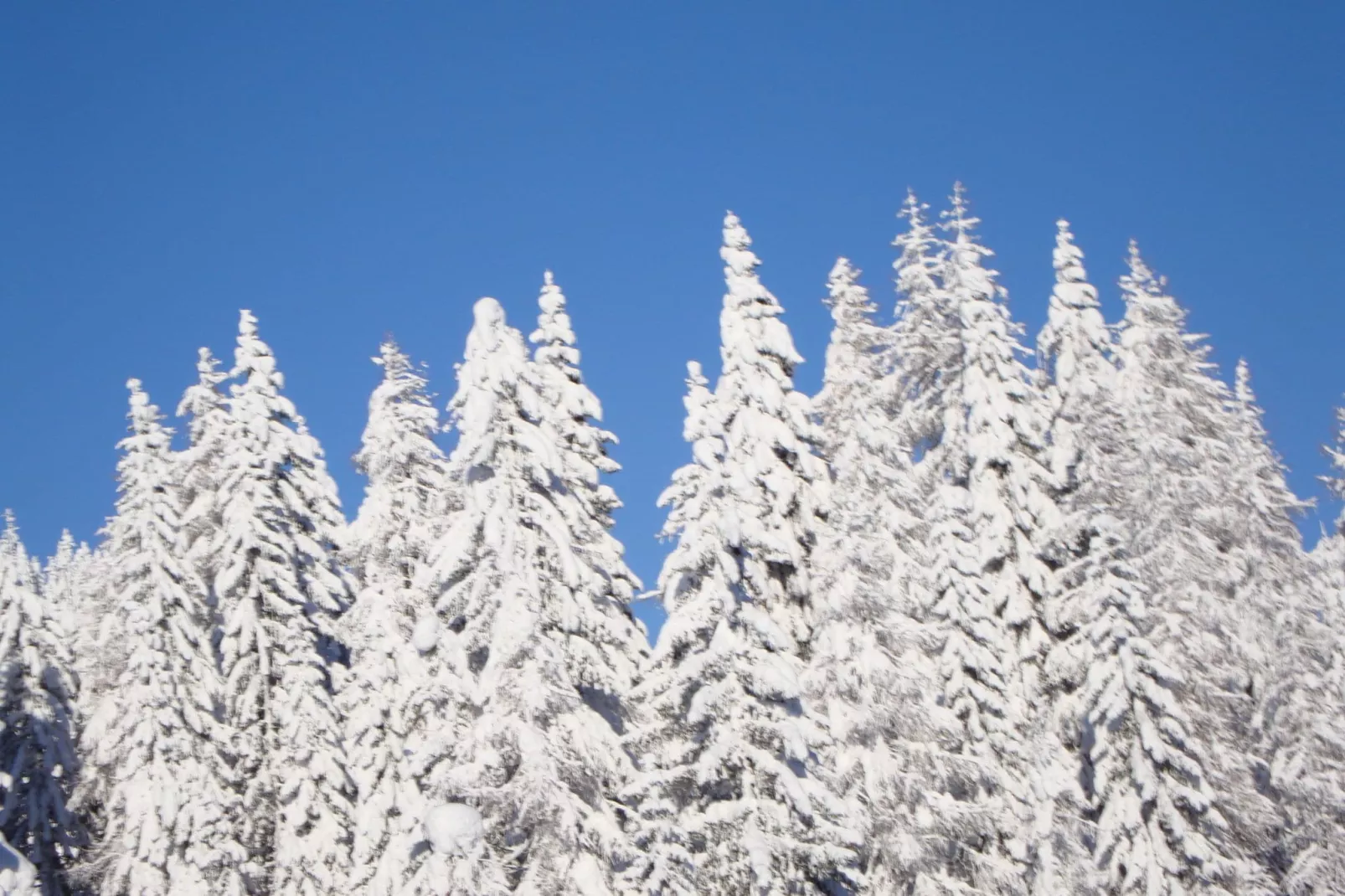 Chalet Truppe-Area winter 1km