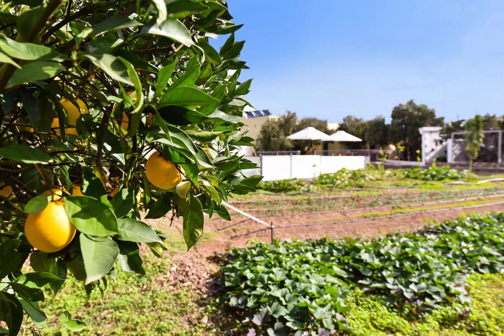 Villa Algodones-Areas summer 1km