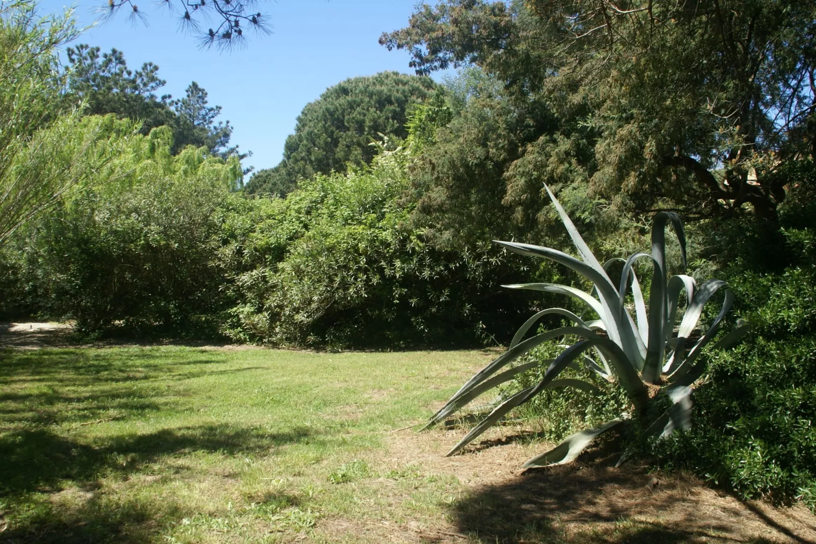 Romarins-Gardens summer