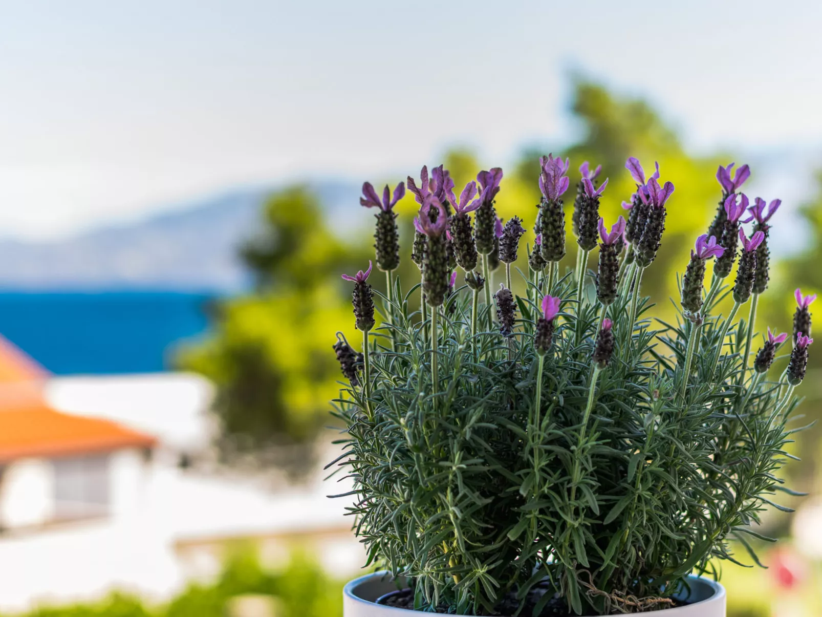 Villa 2 Pools-Inside