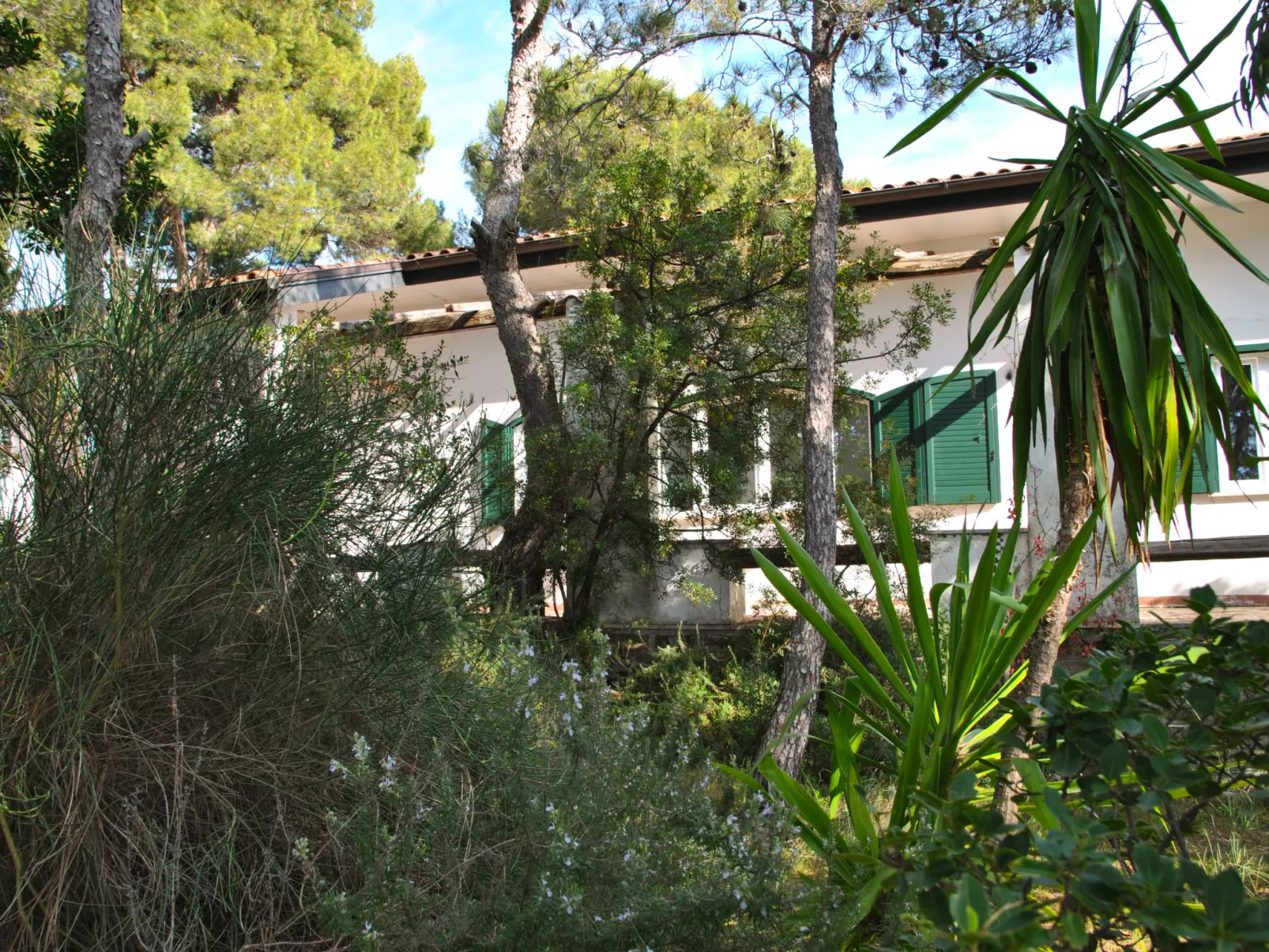 Corbezzolo-Draußen