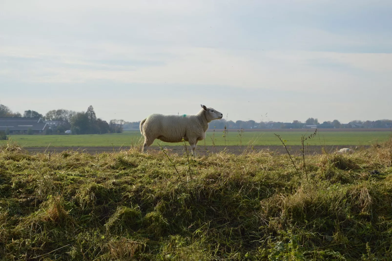 Het Biesbosch huisje-Gebiete Sommer 1 km