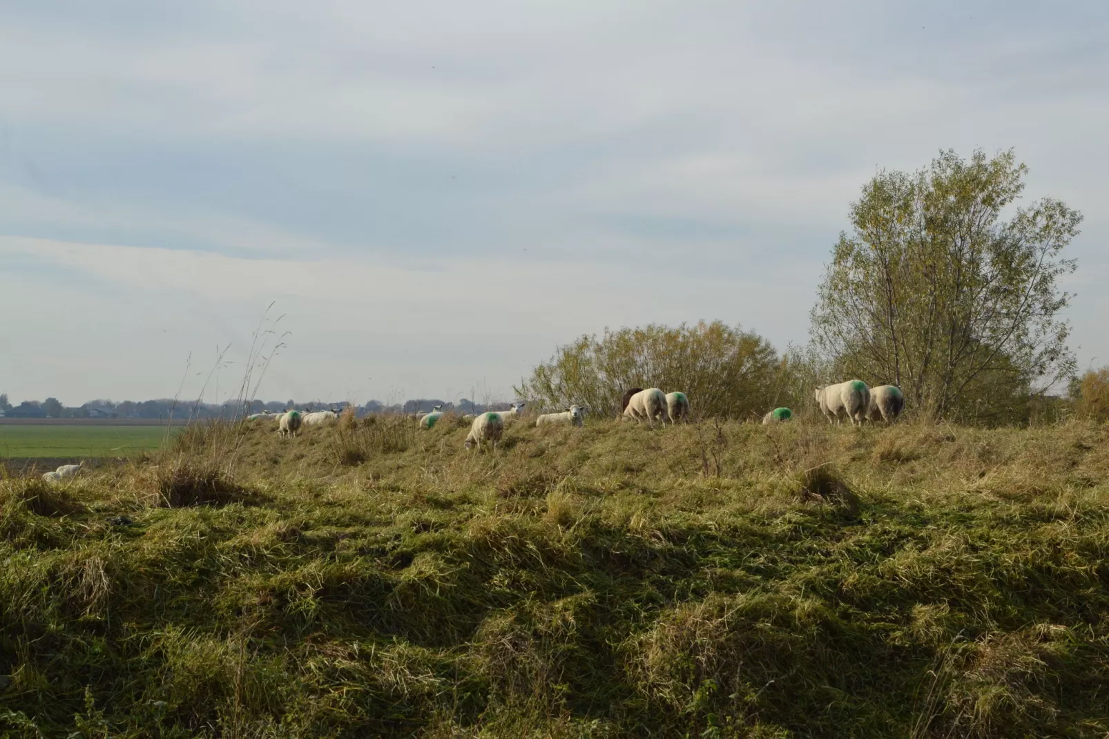Het Biesbosch huisje-Gebiete Sommer 5 km