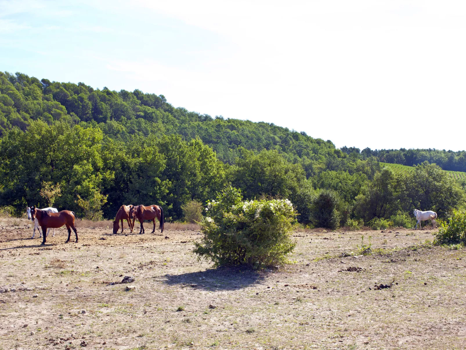 Domaine de Camiole-Area