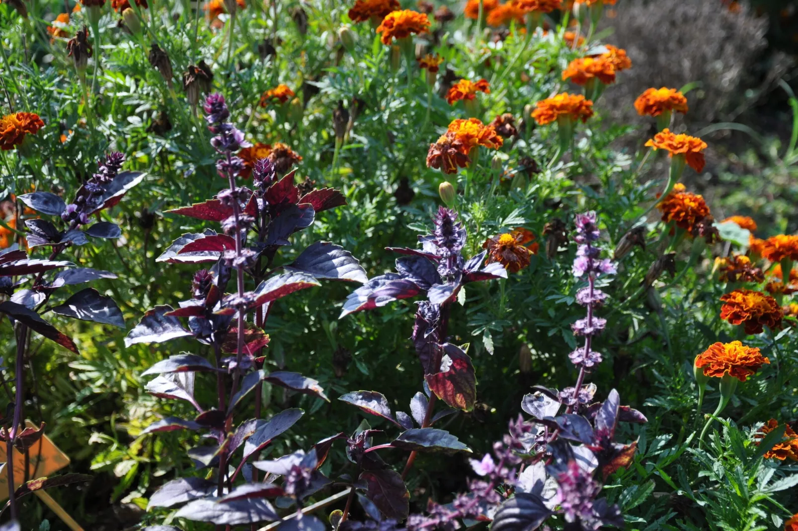 YOURTE NID'OISELET-Garden winter