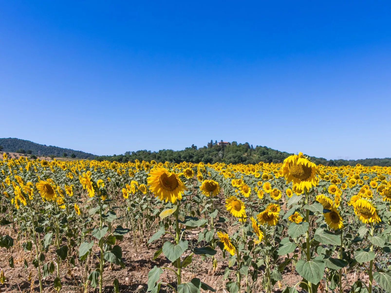 Rossogiallo-Outside