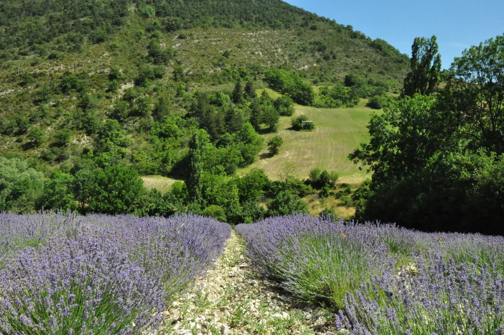 Les Collines-Areas summer 5km