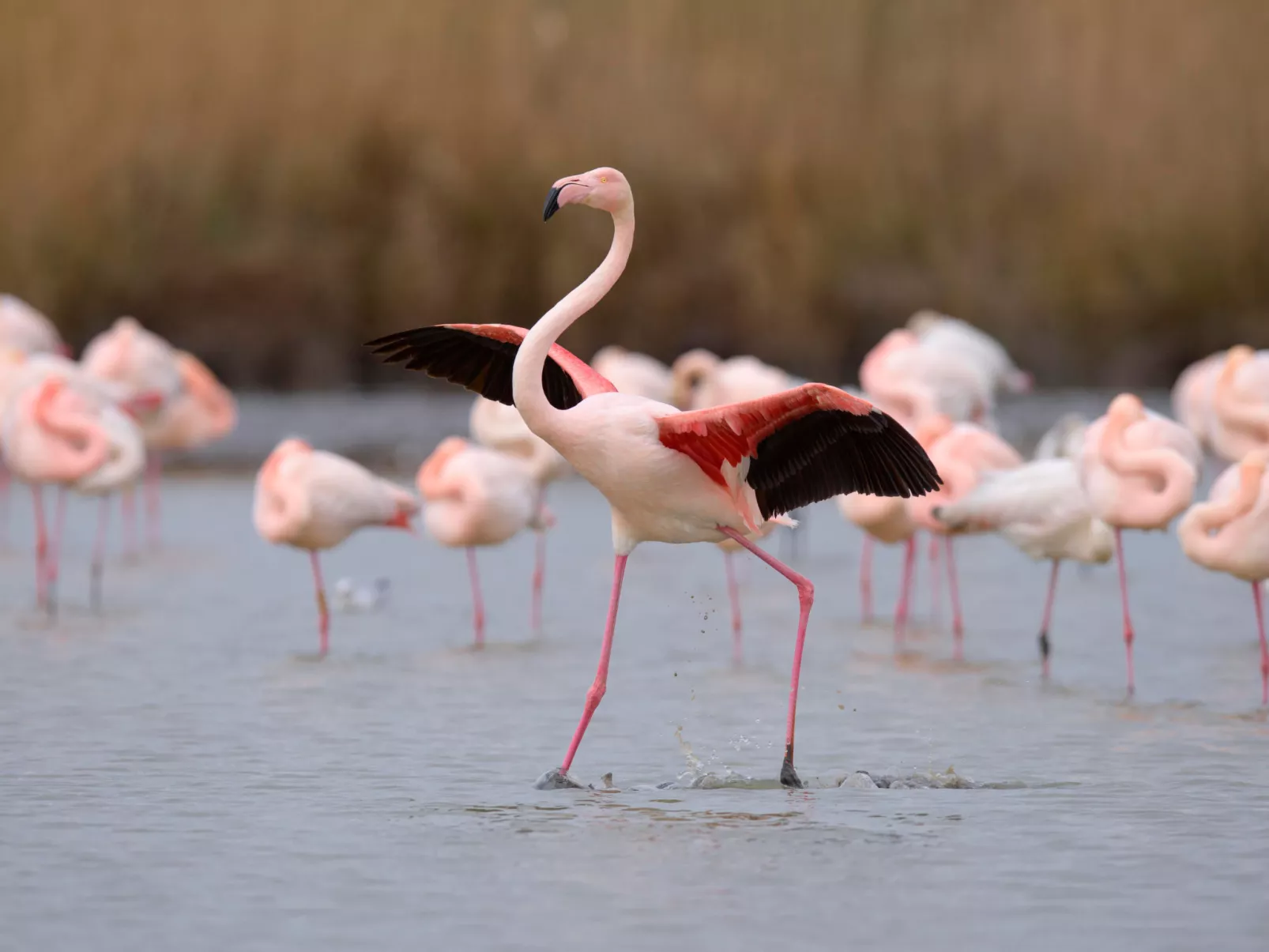 Le Flamant-Area