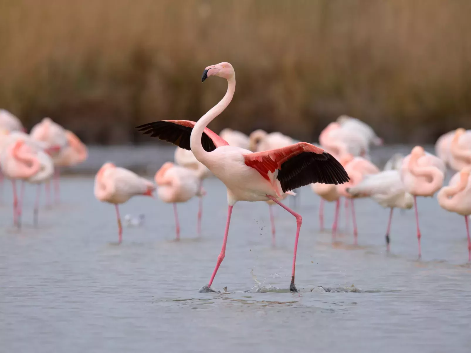 Le Flamant-Environnement