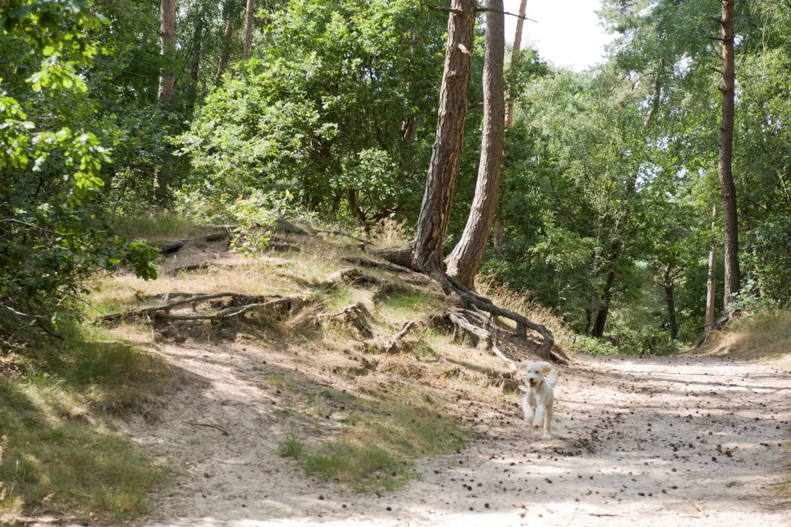 Recreatiepark Duinhoeve 3-Areas summer 1km