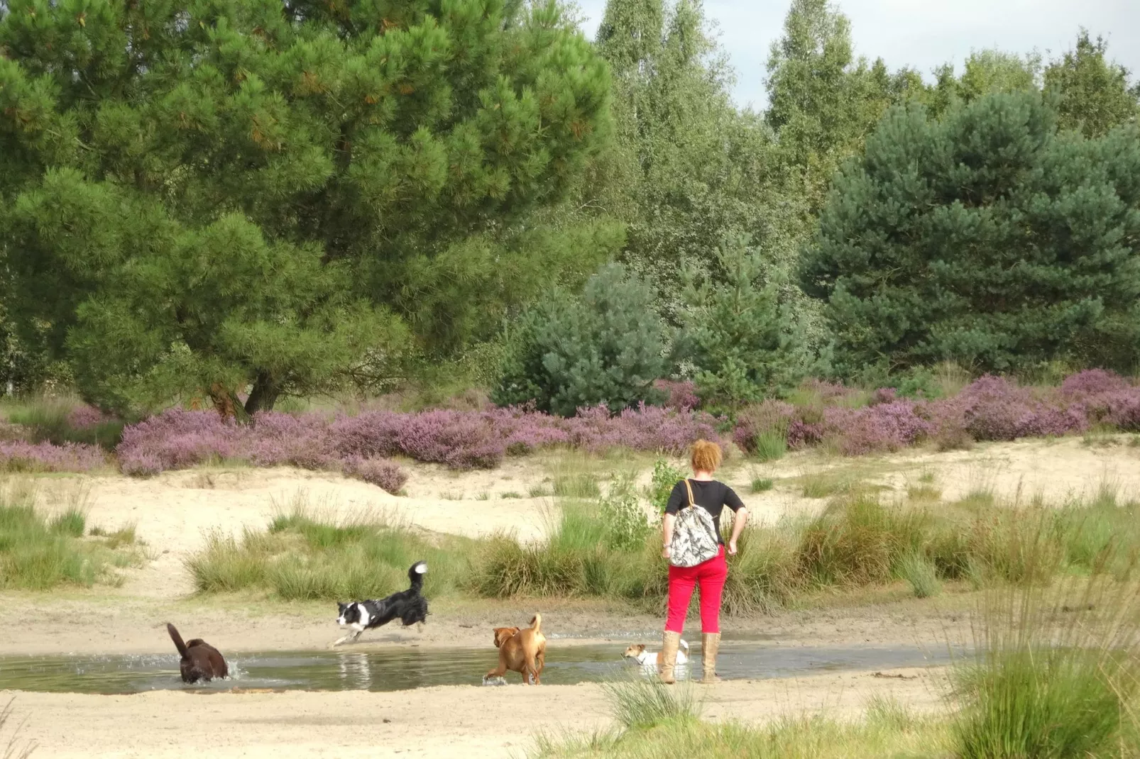 Recreatiepark Duinhoeve 3-Areas summer 5km