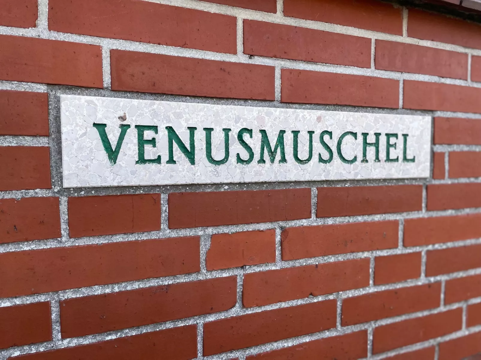 Venusmuschel-Inside