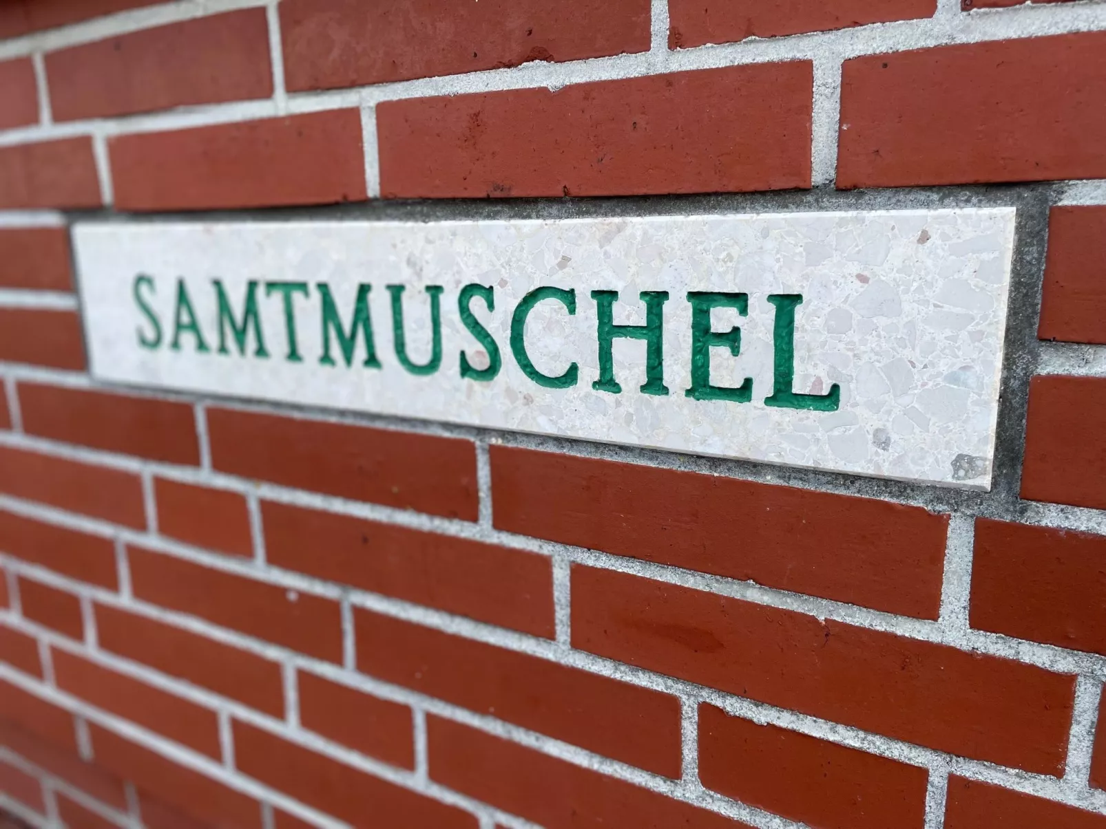 Samtmuschel-Inside