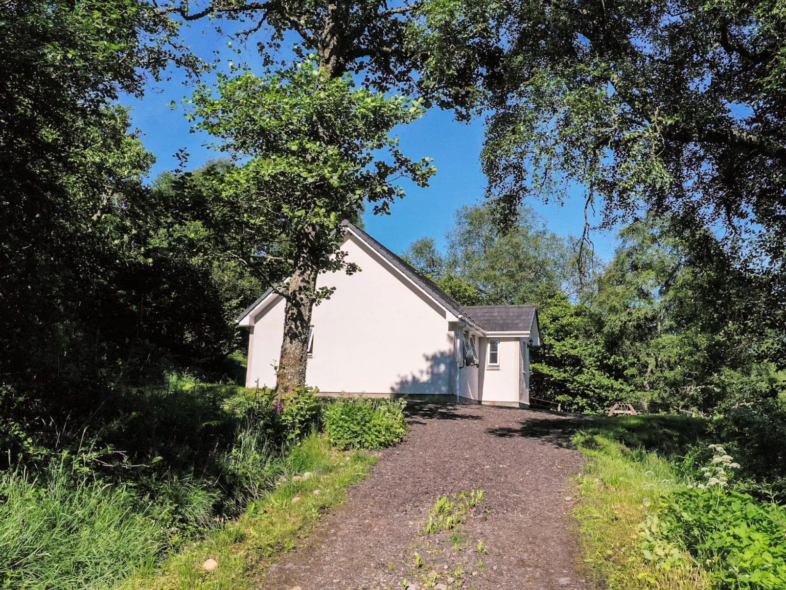 Silver Birch-Outside