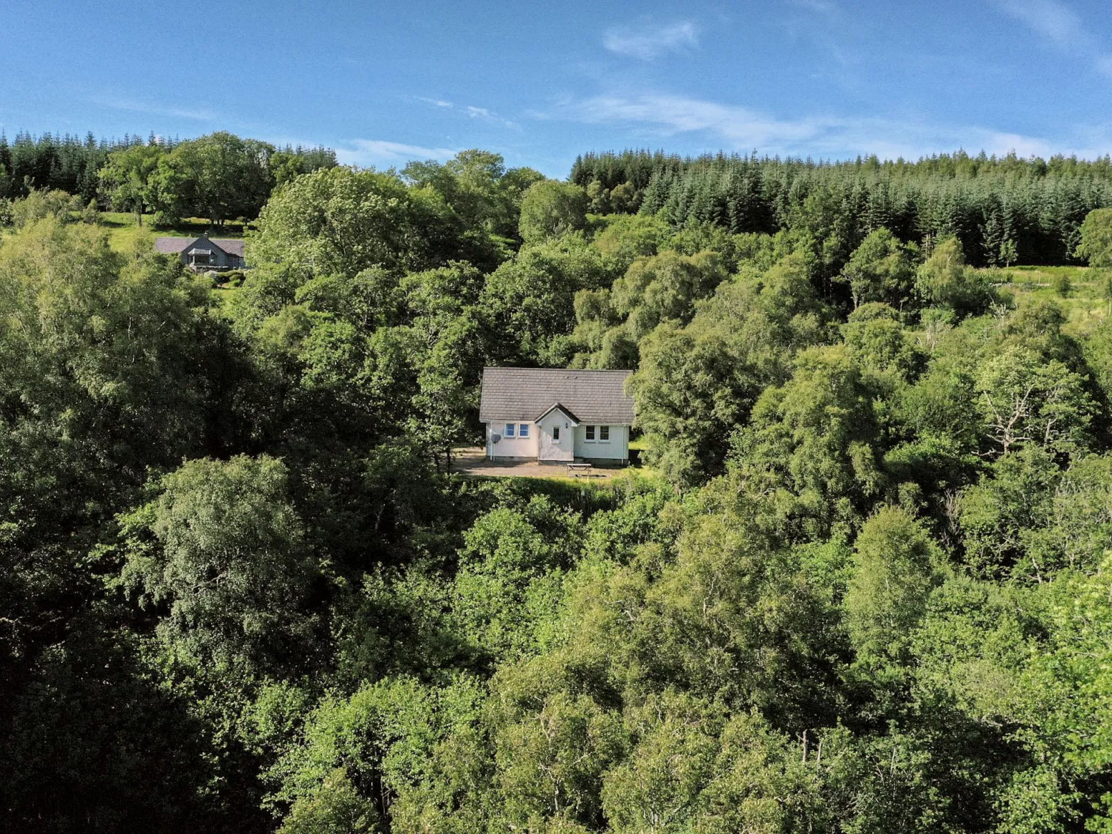 Silver Birch-Outside