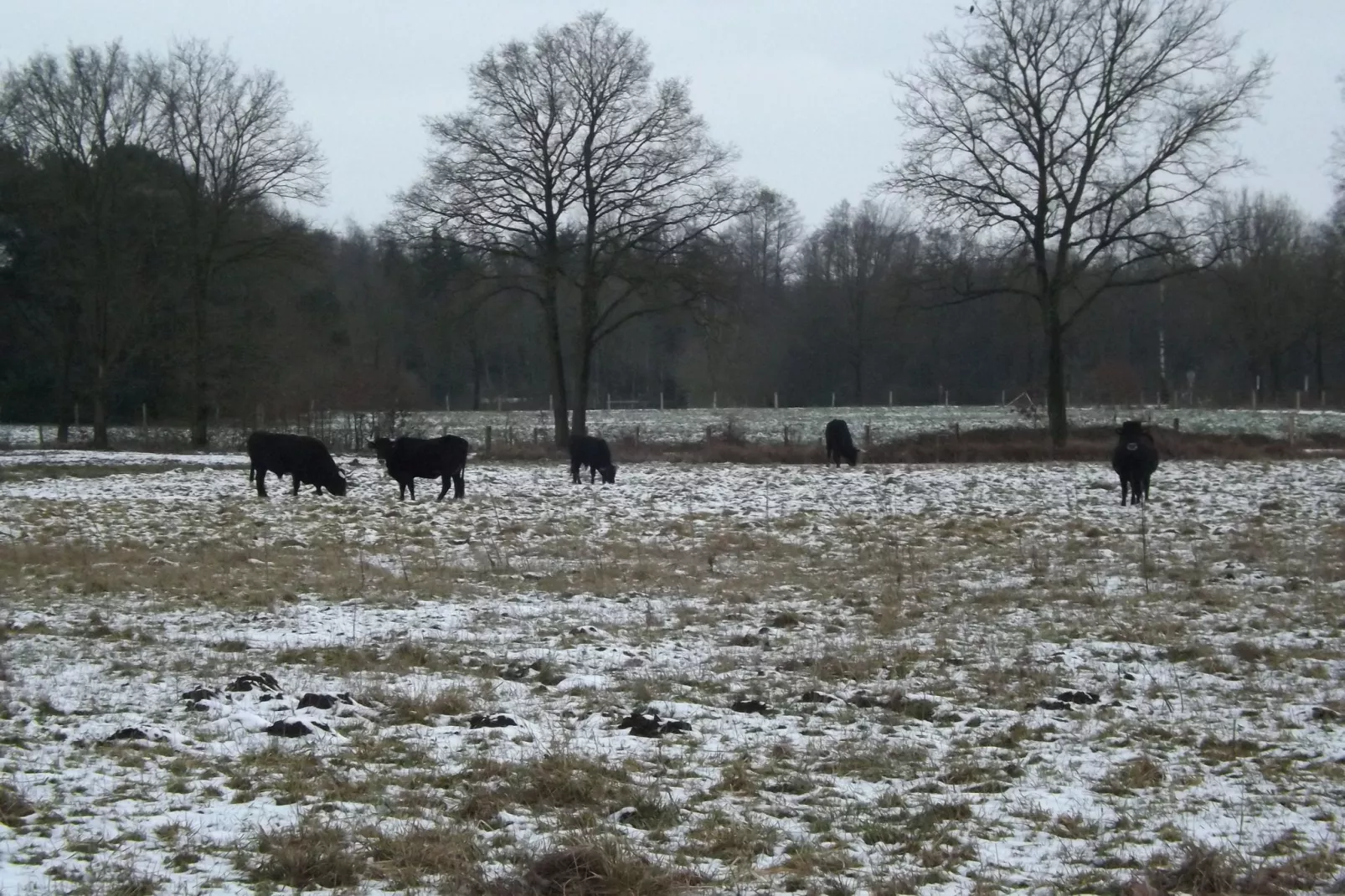 Bungalow 27-Area winter 5km
