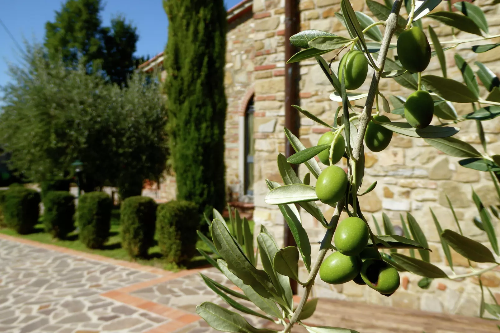 Cipresso Nove-Atmosphere
