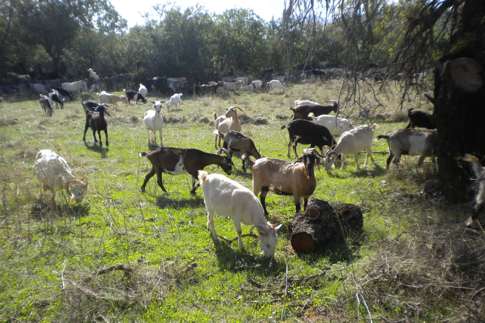 Villa Leonidion-Zones d'été à 1 km