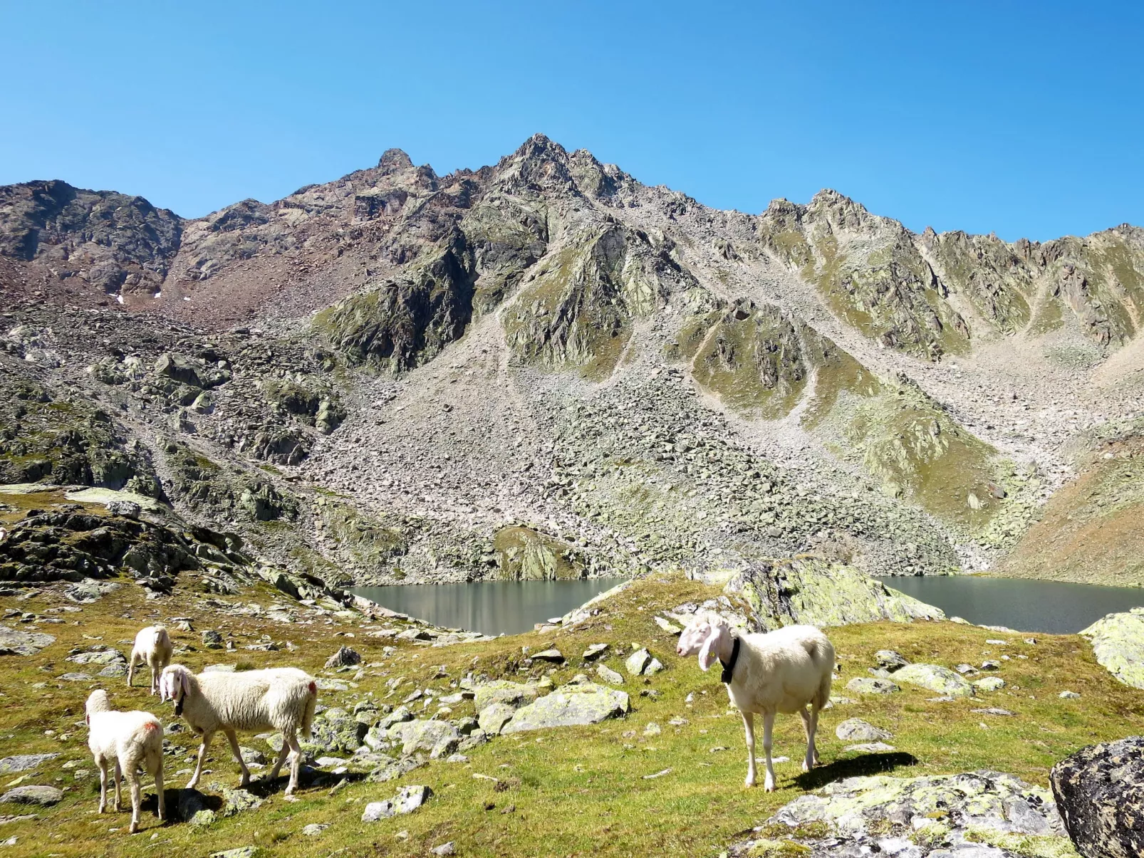 Rosi-Area