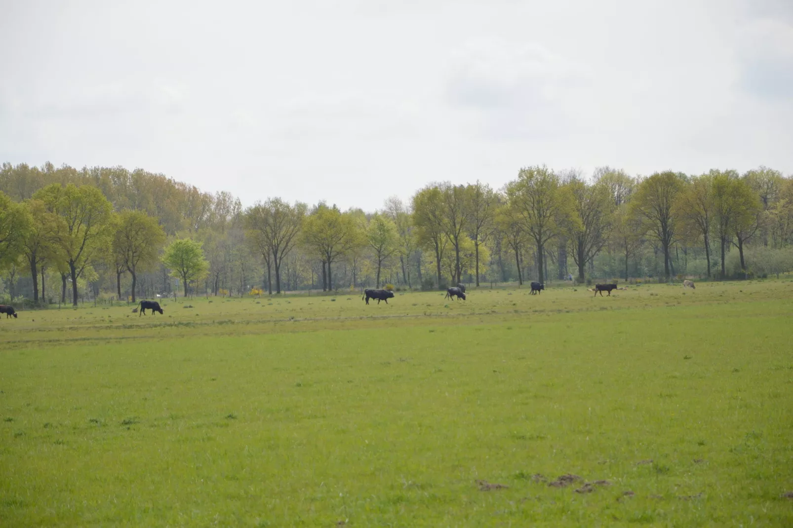 Bungalow 86-Areas summer 20km