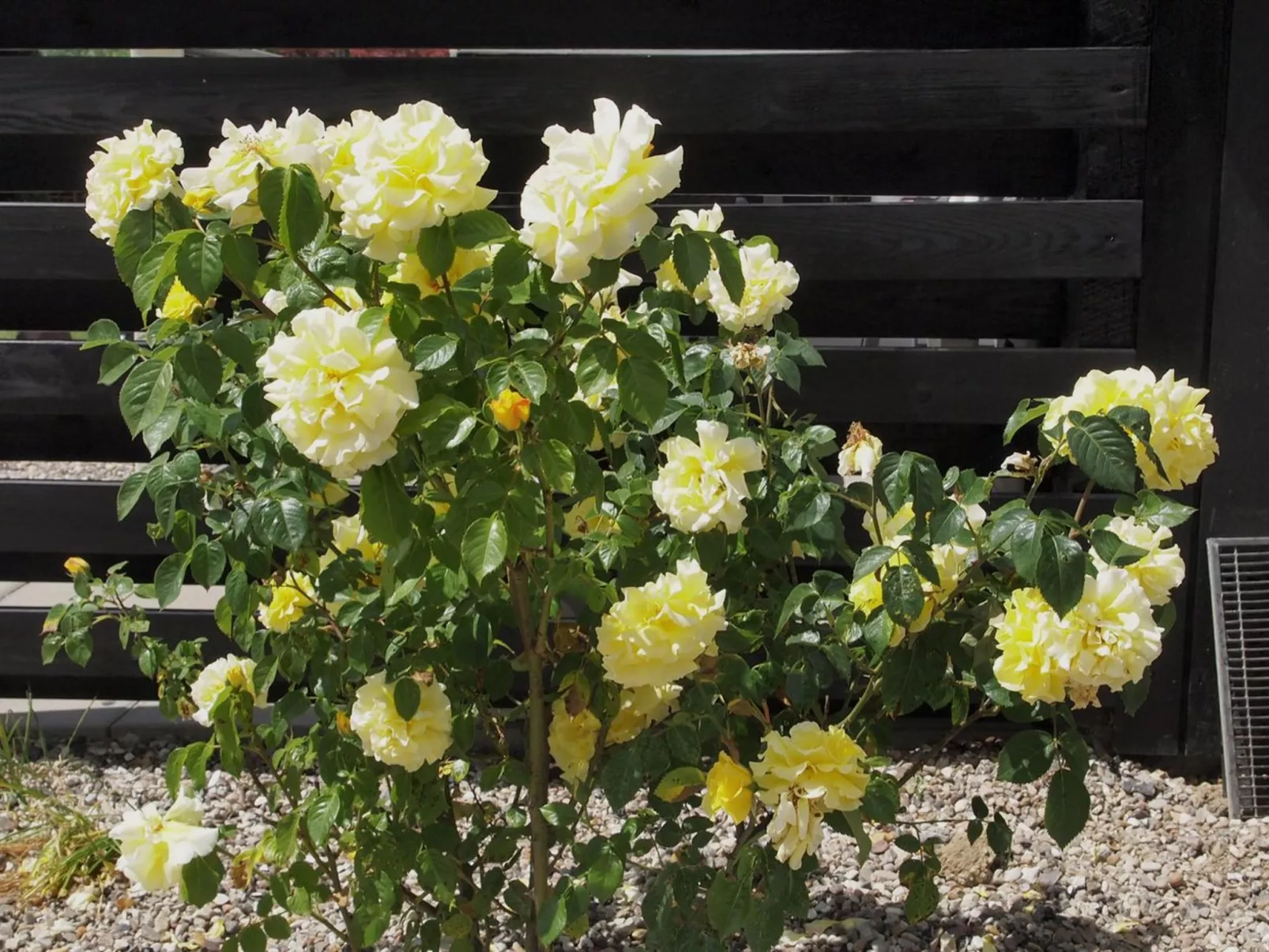 "Hortensia" - 350m from the sea-Outside