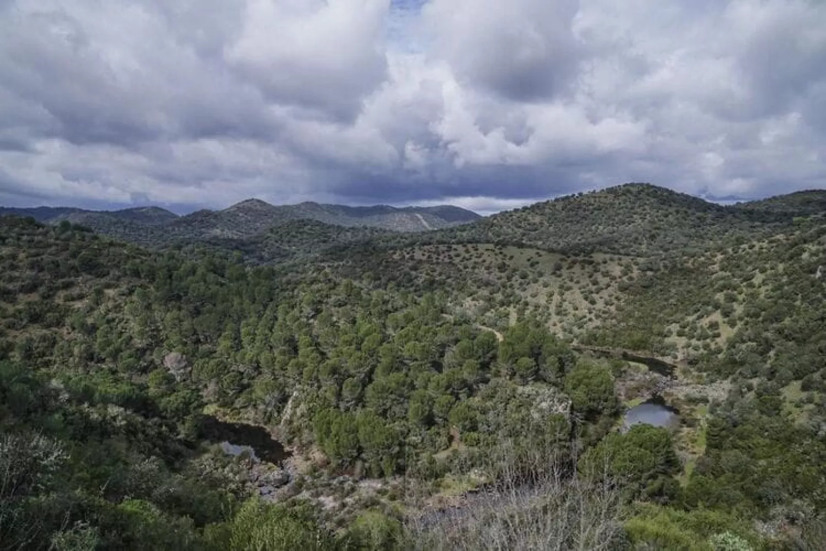 FH in las Jaras - CT 113 CO-View summer