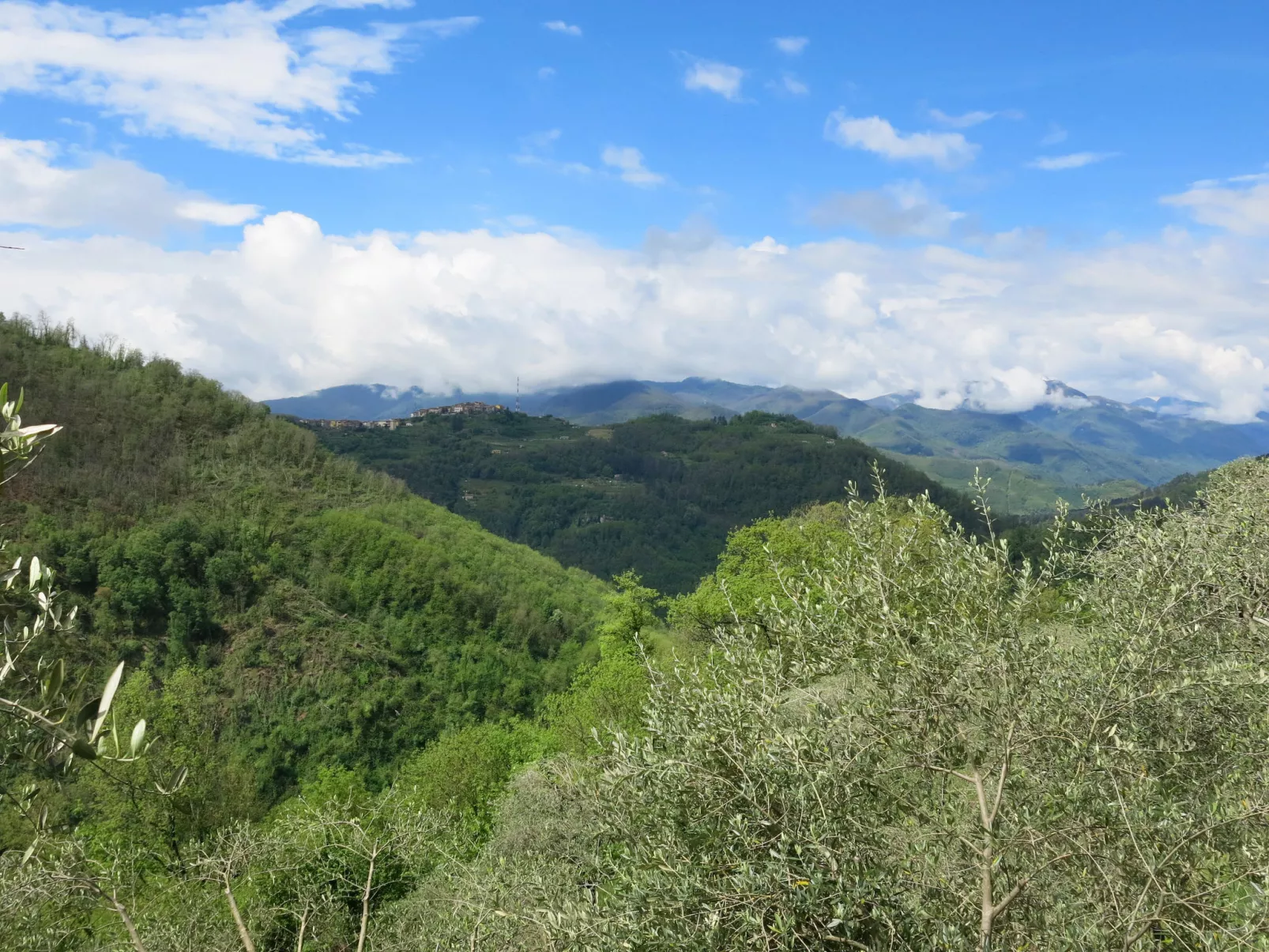 Belvedere (BLU101)-Area