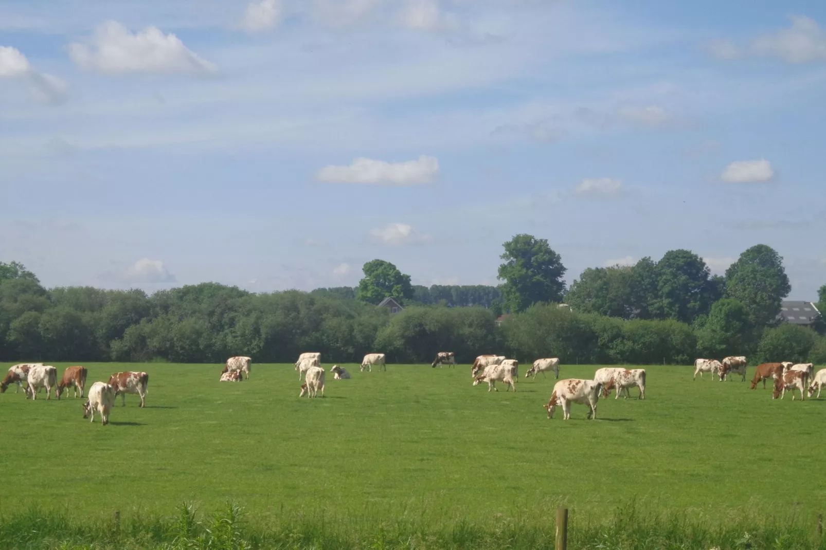 Het Rijk van Elten en Spijk-Areas summer 1km