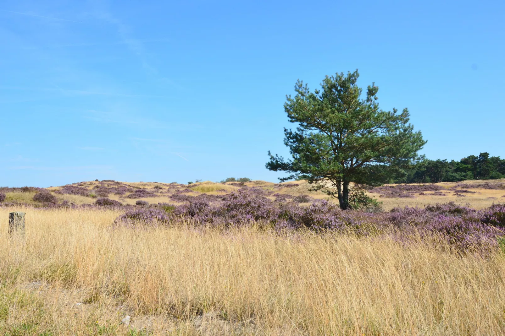 De Veluwse Vrijheid-Areas summer 20km