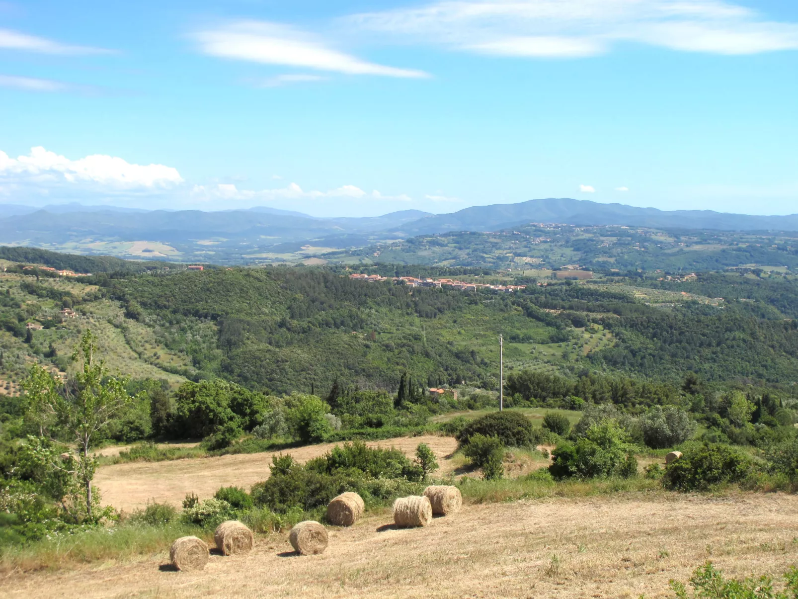 Elisa-Area
