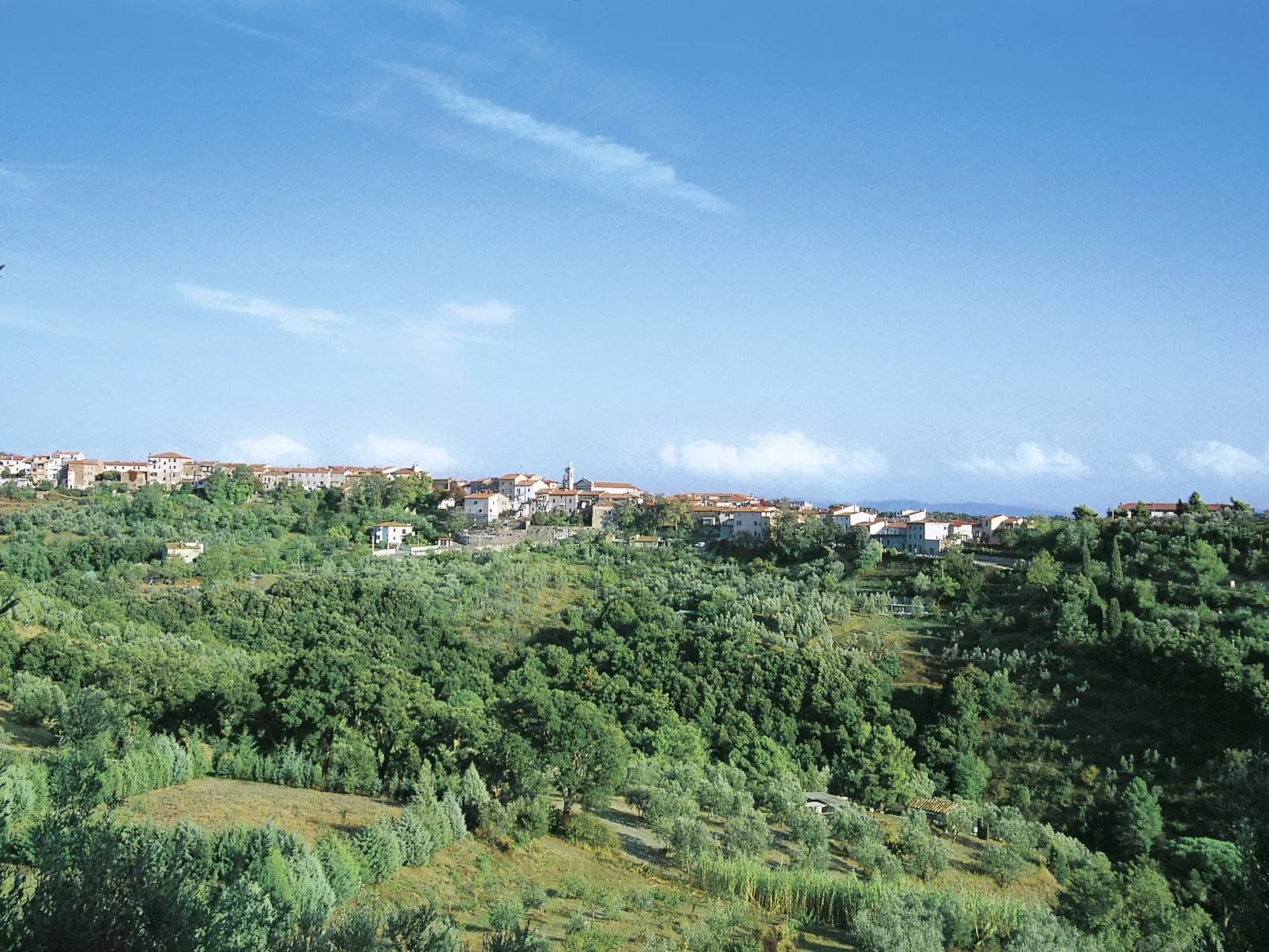 Elisa-Area