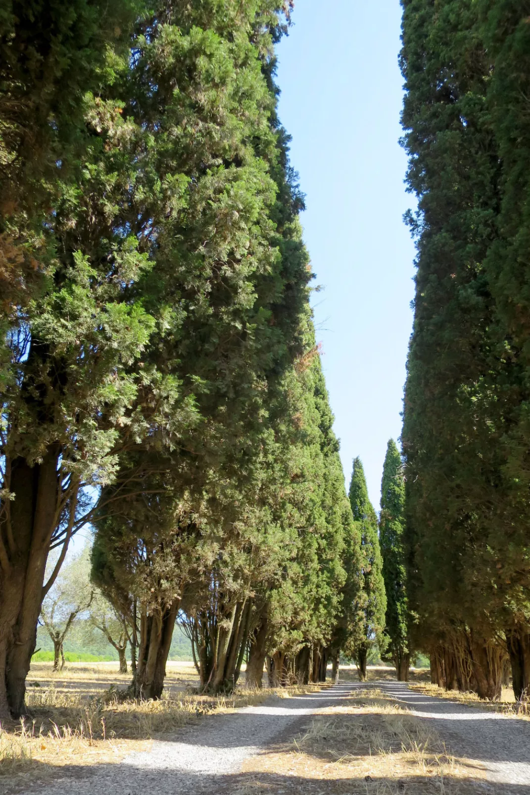 Il Podere del Lago (BOL253)-Dehors