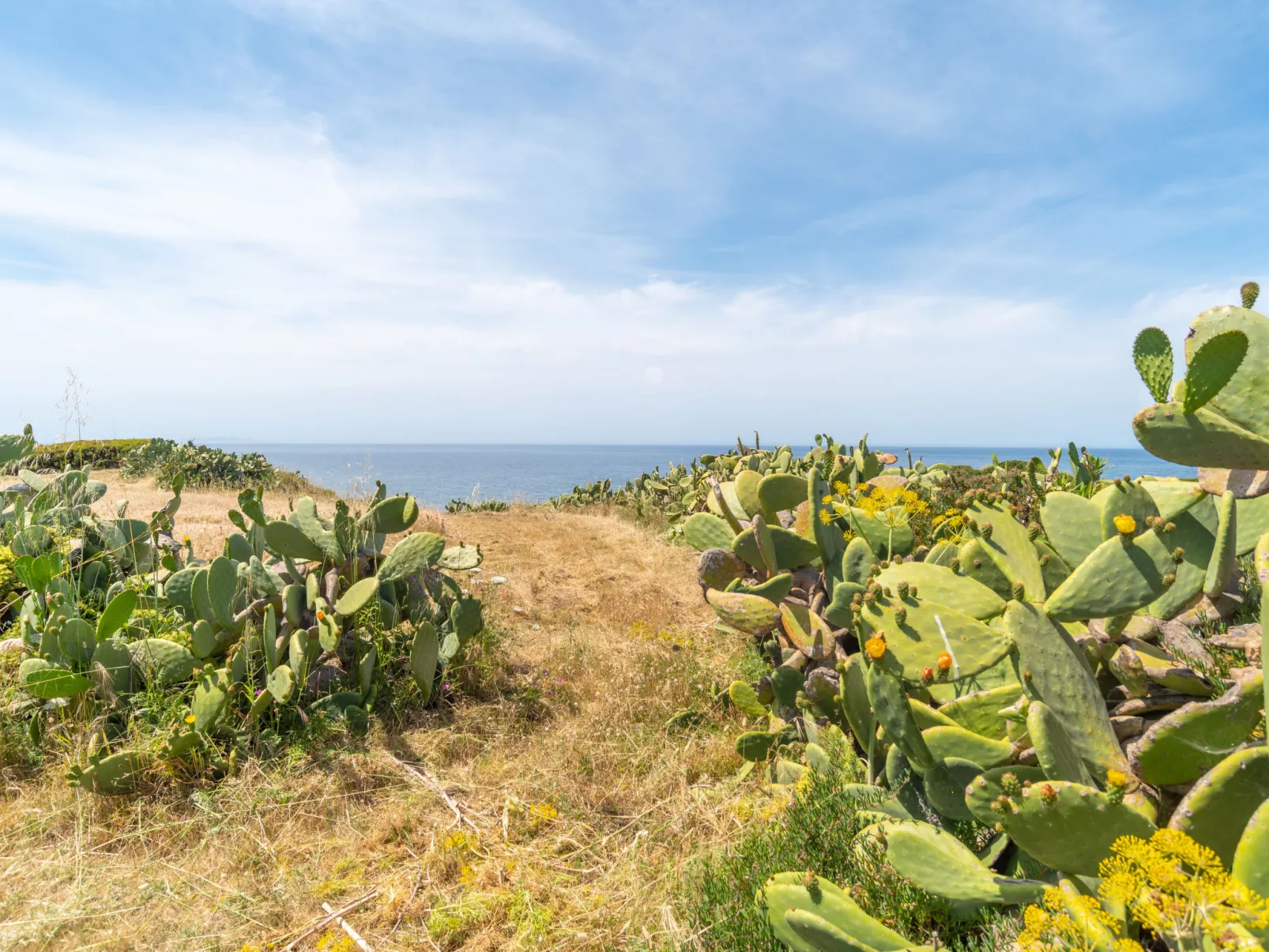 Ananas 1 C-Outside