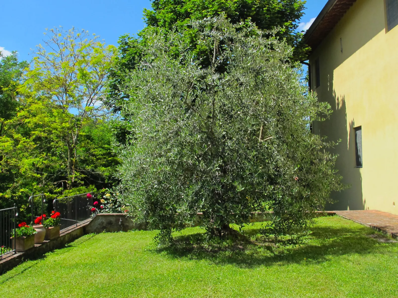 Corbezzolo-Outside