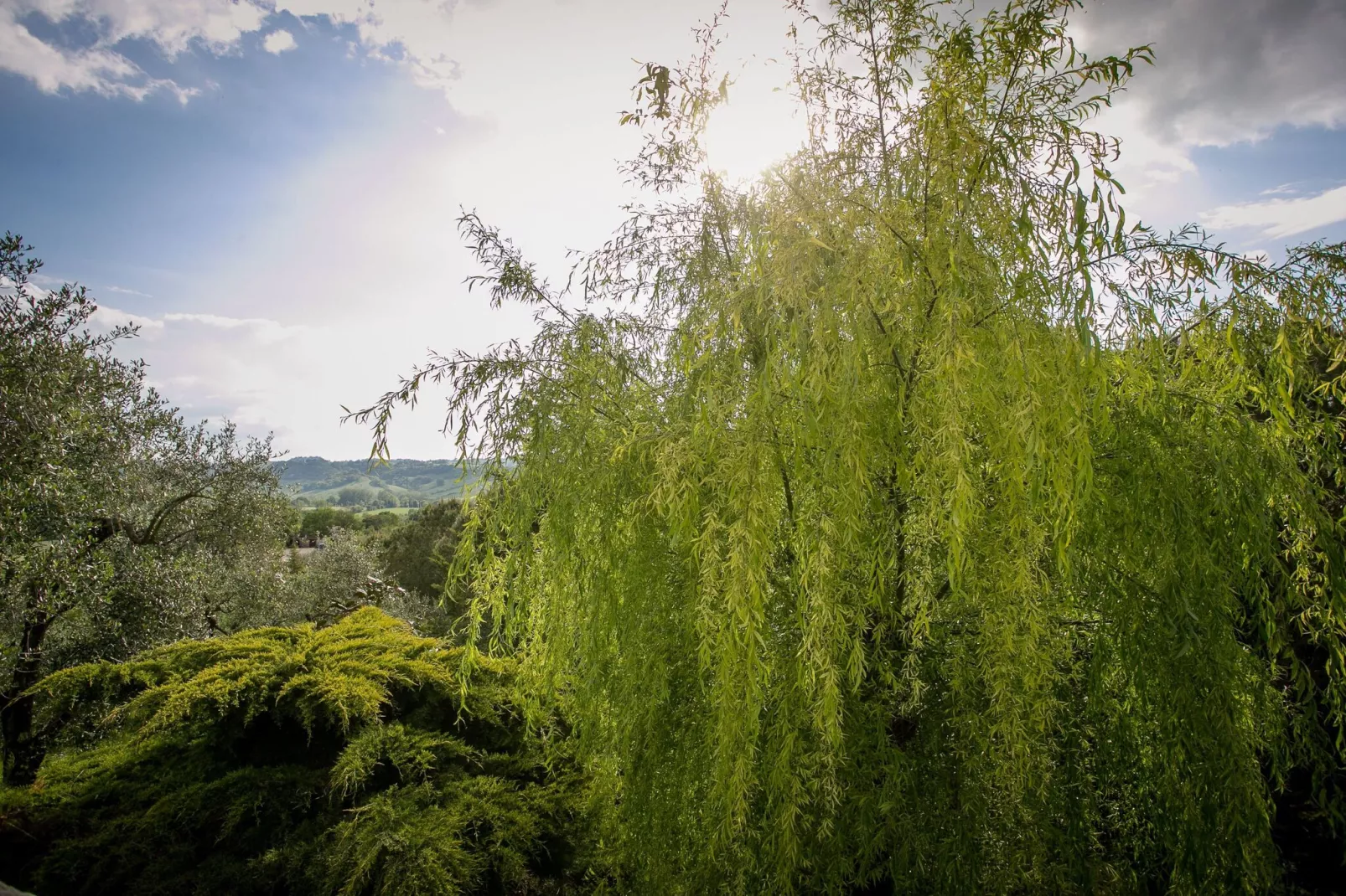Armaiolo-Gardens summer
