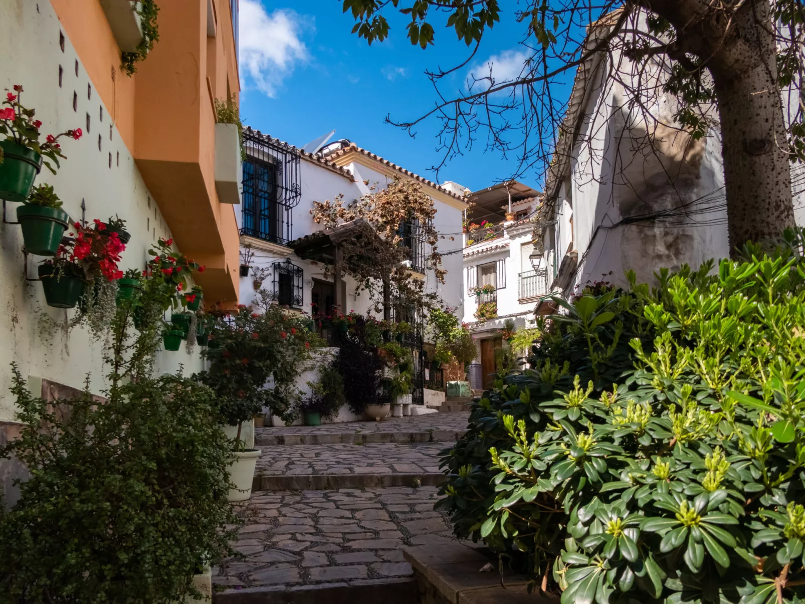 Plaza de las Flores-Area