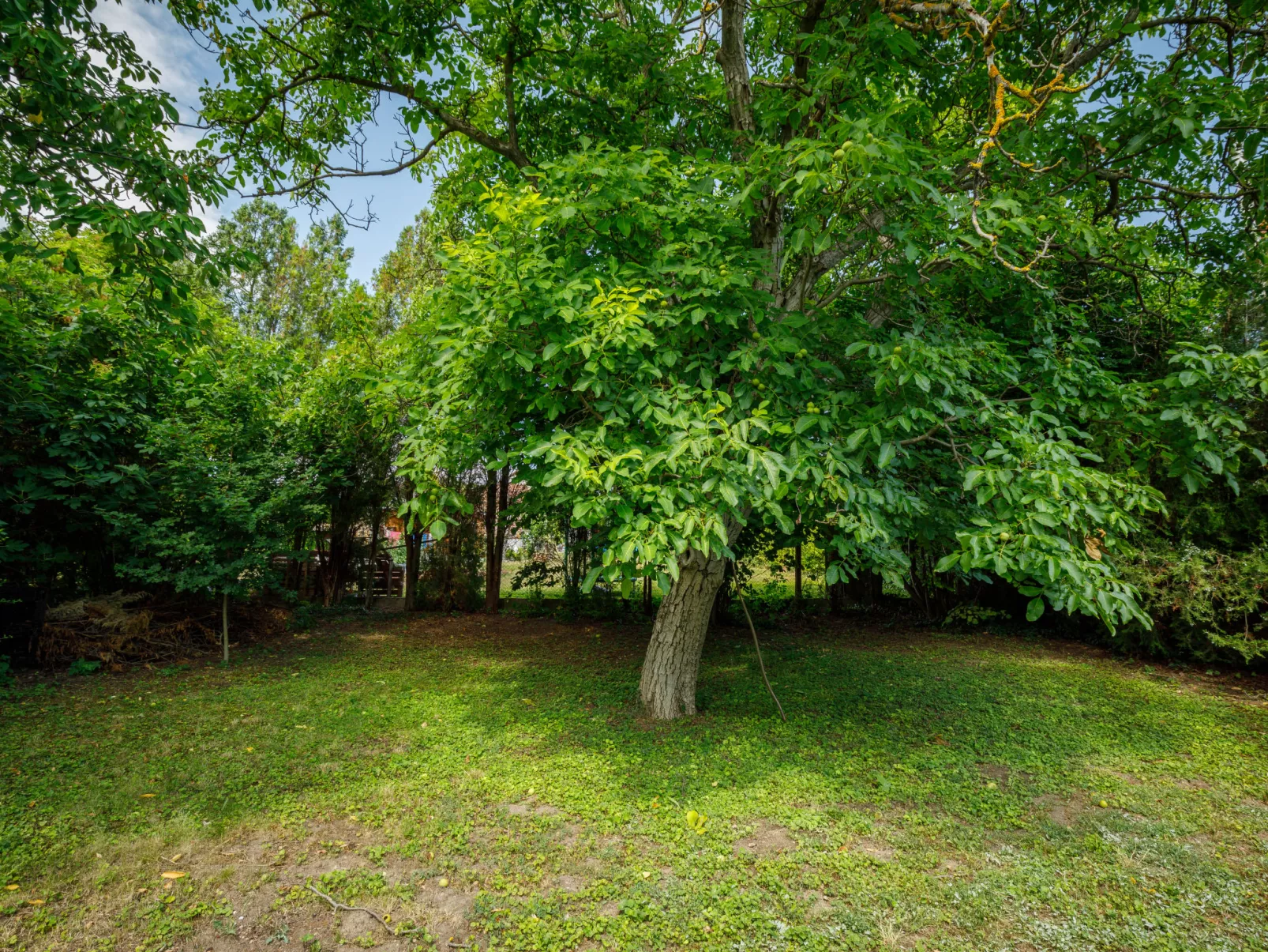 Pinus 2-Outside