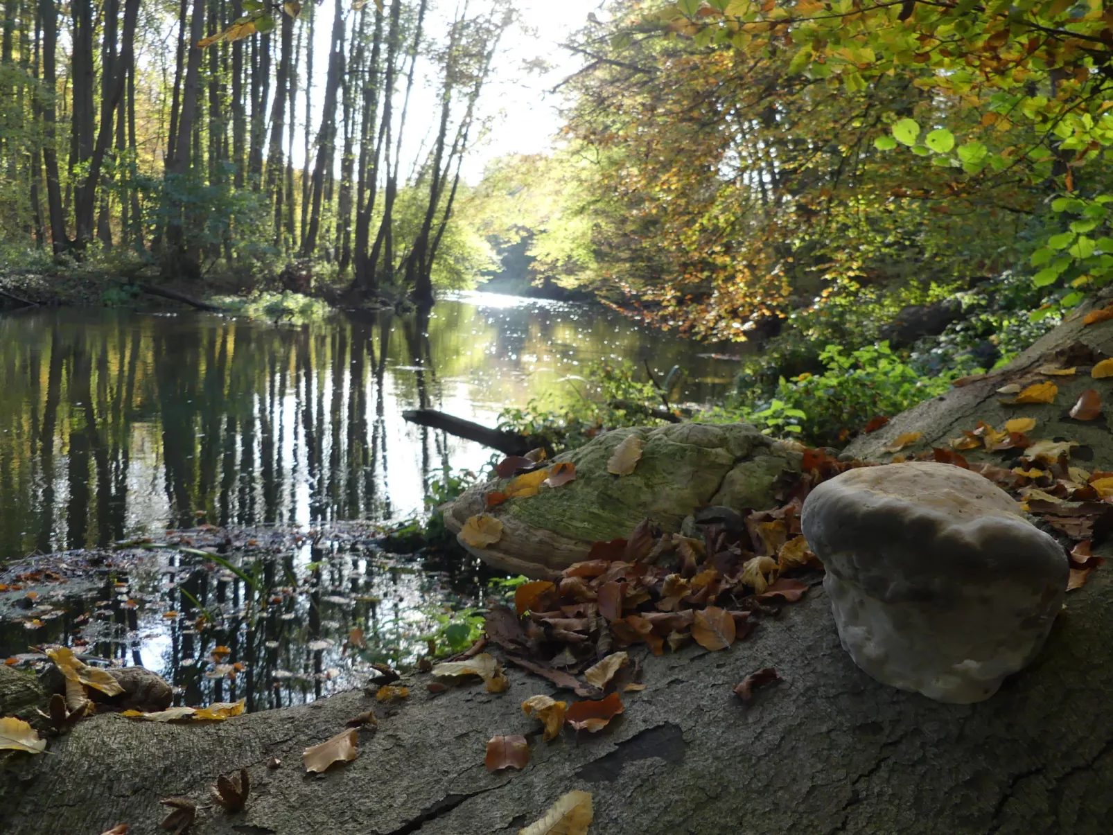 Landhaus Inselsee-Area