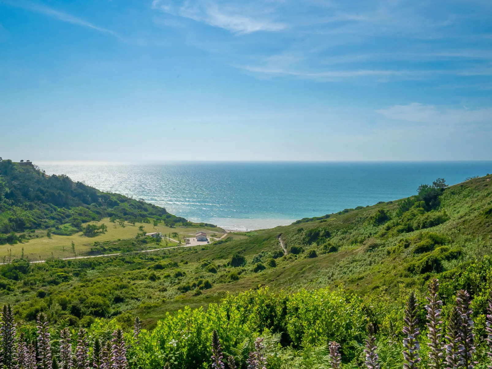Amigorena-Area