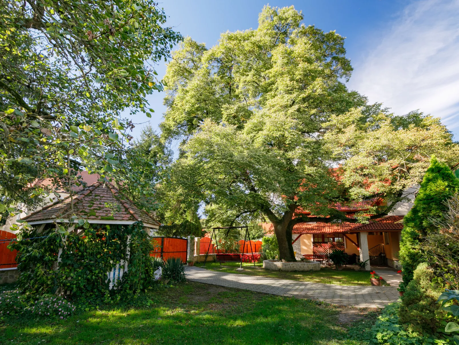 Tilia 3